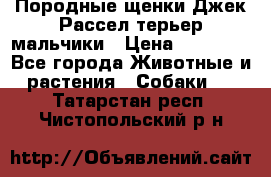 Породные щенки Джек Рассел терьер-мальчики › Цена ­ 40 000 - Все города Животные и растения » Собаки   . Татарстан респ.,Чистопольский р-н